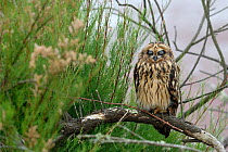 Short eared owl (Asio flammeus) asleep on branch, Breton Marsh, West France, June
