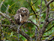 Short eared owl (Asio flammeus) preening on branch, Breton Marsh, West France, July