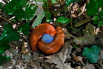 Red slugs (Arion rufus) mating, West France