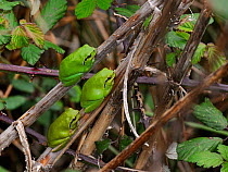 Common tree frogs (Hyla arborea) in Aquitaine region, France