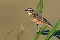 Whinchat (Saxicola rubetra) female portrait, West France, September