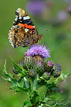 Painted lady butterfly (Vanessa cardui) feeding on Thistle flowers, North Germany, June