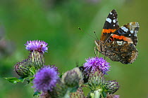 Painted lady butterfly (Vanessa cardui) feeding on Thistle flowers, North Germany, June