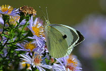 Small white butterfly (Pieris rapae) on Aster flowers, Vendee, West France