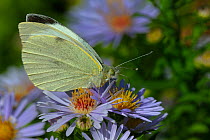 Small white butterfly (Pieris rapae) on Aster flowers, Vendee, West France