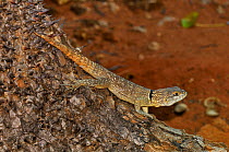 Madagascar spiny tailed lizard (oplurus cuvieri) Madagascar