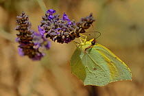 Brimstone butterfly (Gonepterix rhamni) feeding on lavender, Provence, France