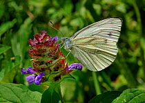 Green-veined white butterfly (Pieris napi) feeding on a flower, Vendee, West France