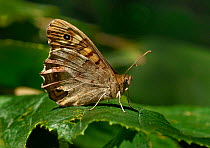 Speckled wood butterfly (Pararge aegeria) on a leaf, Vendee, West France
