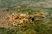 Carp (Cyprinus carpio) action shot of shoal in mating season, Breton Marsh, Vendee, France