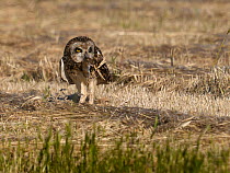 Short eared owl (Asio flammeus) on ground with fresh rodent prey in mouth, Extremadura, Spain, June