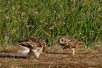Short eared owl (Asio flammeus) offering caught prey to another, Extremadura, Spain, June