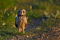 Short eared owl (Asio flammeus) standing alert on ground, Extremadura, Spain, June
