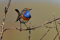 Bluethroat (Luscinia svecica) on a branch, Vendee, West France, May