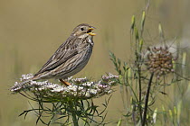 Corn bunting (Emberiza calandra) singing whilst perched on flower, Extremadura, Spain, July