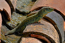 Ocellated lizard (Lacerta lepida) on roof tile basking in sun, Extremadura, Spain