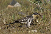 Great spotted cuckoo (Clamator glandarius) hunting for insects in grass, Extremadura, Spain, July
