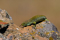Ocellated lizard (Lacerta lepida) hunting a locust between rocks, Extremadura, Spain