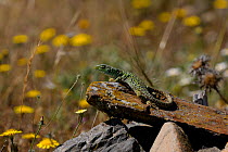 Ocellated lizard (Lacerta lepida) basking in sun, Extremadura, Spain