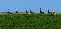 Great bustard (Otis tarda) panoramic view of small flock in grassland, Extremadura, Spain, June