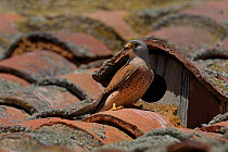 Lesser kestel (Falco naumanni) nesting amongst roof tiles, Extremadura, Spain, June