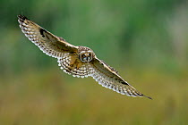 Short eared owl (Asio flammeus) in flight over Vendeen Marsh, West France, June