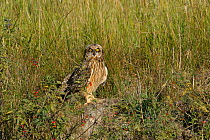 Short eared owl (Asio flammeus) on ground, Breton Marsh, West France, June