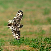 Short eared owl (Asio flammeus) in flight over Breton Marsh, West France, June