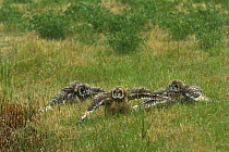 Short eared owl (Asio flammeus) juveniles spreading wings out over ground in rain, Breton Marsh, West France, June