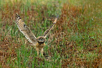 Short eared owl (Asio flammeus) juvenile flapping wings in preparation for flight, Breton Marsh, West France, June