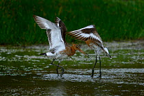 Black tailed godwit (Limosa limosa) two males fighting over territory, Vendeed Marsh, West France, May