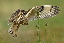 Short eared owl (Asio flammeus) in flight, hunting over Breton Marsh, West France, June