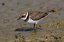 Little ringed plover (Charadrius dubius) feeding on bloodworms along Atlantic Coast, Vendee, France, June