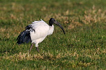 Sacred ibis (Threskiornis aethiopicus) foraging in Breton Marsh, West France, July