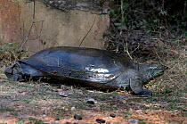 Indian flapshell turtle (Lissemys punctata) out of water, Keolado Ghana National Park, Bharatpur, Rajasthan, India
