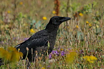 Carrion crow (Corvus corone) on ground amongst flowers, West France, July