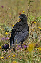Carrion crow (Corvus corone) on ground amongst flowers, West France, July