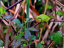 Common tree frog (Hyla arborea) in vegetation, Aquitaine region, France