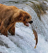 Grizzly bear (Ursus arctos horribilis) salmon fishing in river rapids, Katmai National Park, Alaska, USA