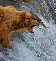 Salmon landing on  head of Grizzly bear (Ursus arctos horribilis) as it is leaping up rapids, Katmai National Park, Alaska, USA
