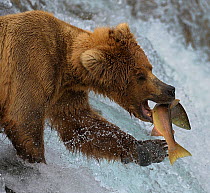 Grizzly bear (Ursus arctos horribilis) attempting to catch salmon leaping up rapids, Katmai National Park, Alaska, USA