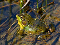 Green frog (Rana clamitans) calling from pond, Quebec, Canada