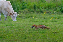 Red fox (Vulpes vulpes) with rat prey in mouth, walking across field with domestic cow in background, Vendee Marsh, West France