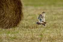 Short eared owl (Asio flammeus) in flight after successful rodent hunt, carrying prey in claws, Vendeen Marsh, West France, June