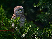 Little owl (Athena noctua) in branches, winking one eye, West France, July
