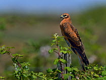 Montagu's harrier (Circus pygargus) perched,  Vendeen Marsh, West France, July