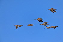 Curlew (Numenius arquata) flock flying along Atlantic coast of France, August
