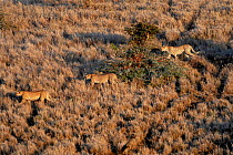 Cheetah (Acinonyx jubatus) aerial view of three hunting, Masai Mara Game Reserve, Kenya, East Africa