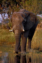 African elephant (Loxodonta africana) drinking at Chobe River, Botswana, Southern Africa