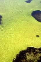 Rings and marks on the sea bed created by mud-ringing bottlenose dolphins (Tursiops truncatus) in Florida Bay, USA. August 2008.  Taken on location for BBC tv series 'Life'